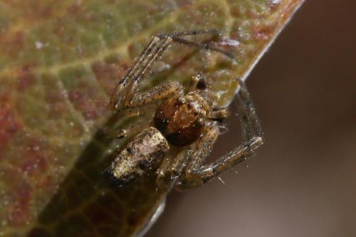 Réf. 252 809 : Tmarus sp.