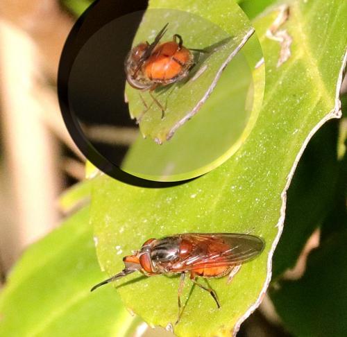 Rhingia campestris