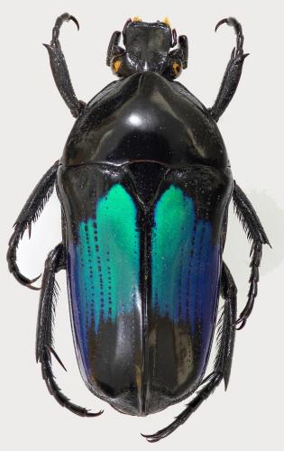 Réf. 252 889 : Dicheros modestus