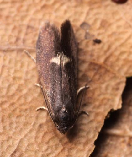 Lampronia morosa