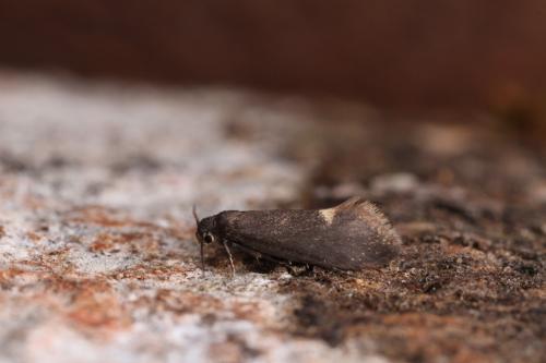 Lampronia morosa
