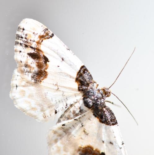 Réf. 252 353 : Ligdia adustata