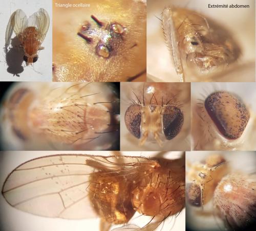 Minettia sp.