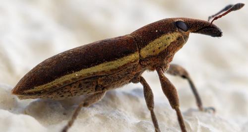 Lixus ochraceus