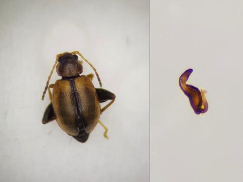 Longitarsus nigrofasciatus