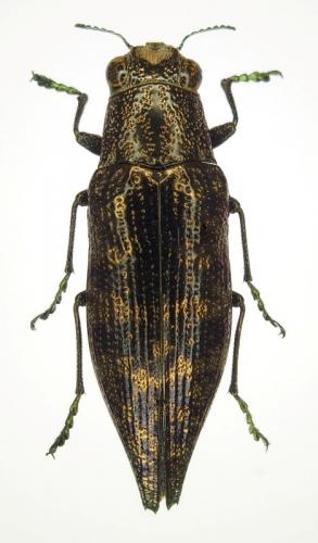 Réf. 252 807 : Polybothris sp.