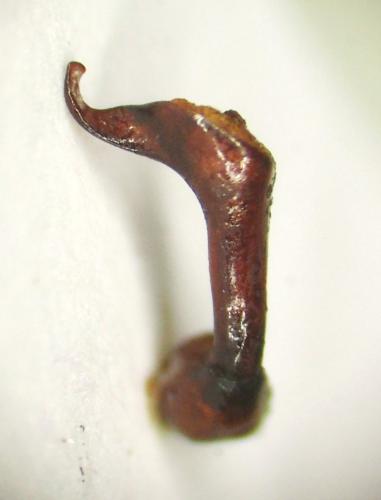 Réf. 252 899 : Haploscelis vadoni