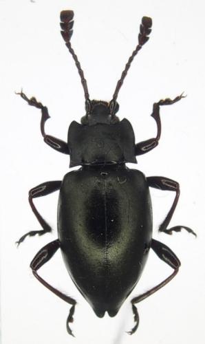 Réf. 252 804 : Haploscelis vadoni