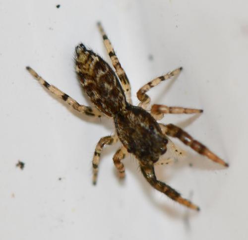 Marpissa muscosa