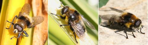 Merodon equestris