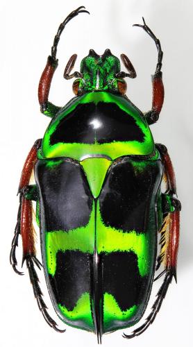 Réf. 252 994 : Heterorhina macleayi