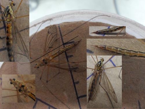Nephrotoma sp.