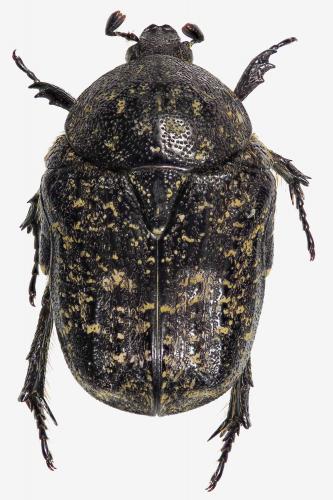 Xeloma maura