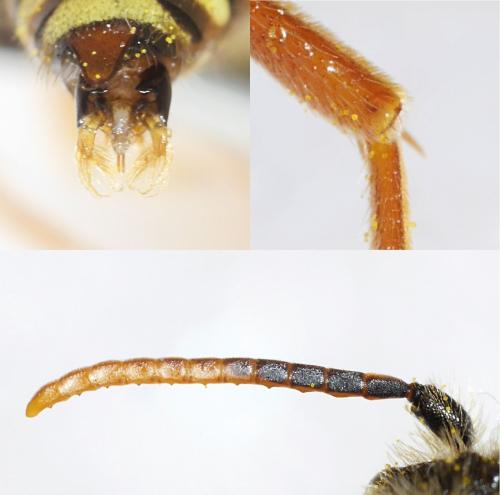 Réf. 252 522 : Nomada lathburiana
