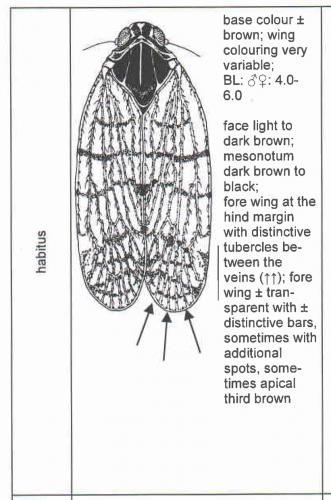 Tachycixius pilosus
