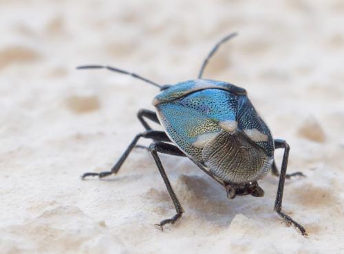 Eurydema oleracea