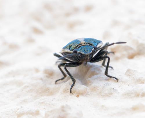 Eurydema oleracea