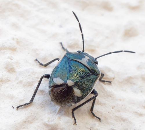 Eurydema oleracea