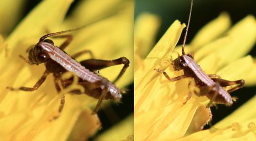 Pholidoptera griseoaptera