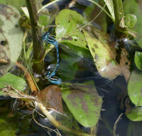 Coenagrion mercuriale
