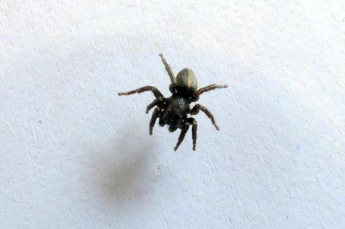 Phlegra fasciata