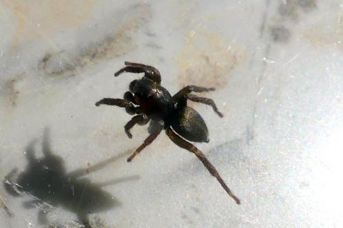 Phlegra fasciata