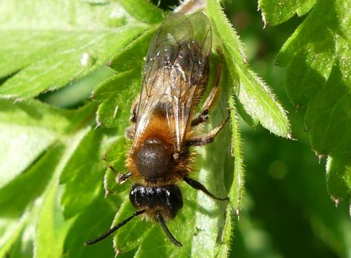 Réf. 252 300 : Andrena sp.