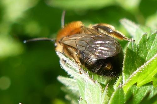 Andrena sp.