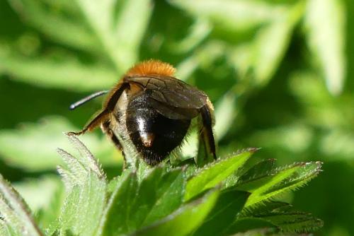 Réf. 252 305 : Andrena sp.