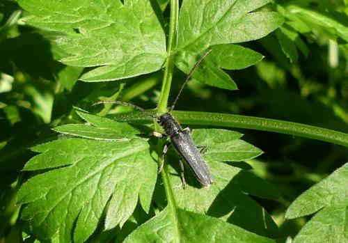 Phytoecia cylindrica