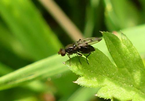 Réf. 252 437 : Geomyza tripunctata