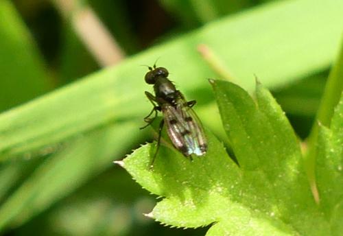 Réf. 252 438 : Geomyza tripunctata