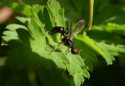 Nemopoda nitidula