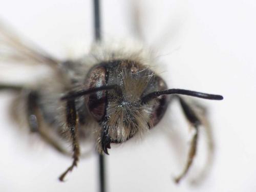 Osmia bicolor