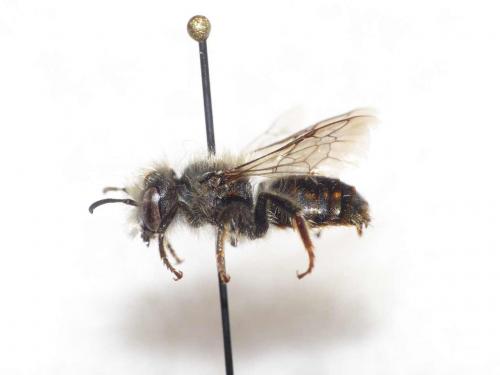Osmia bicolor