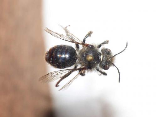 Osmia bicolor