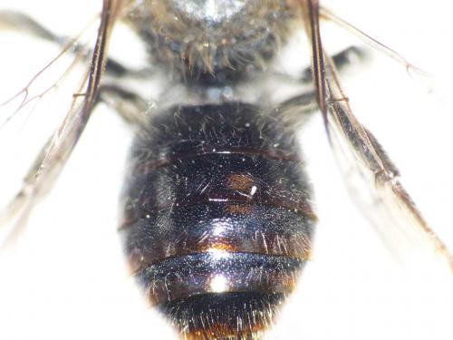 Osmia bicolor