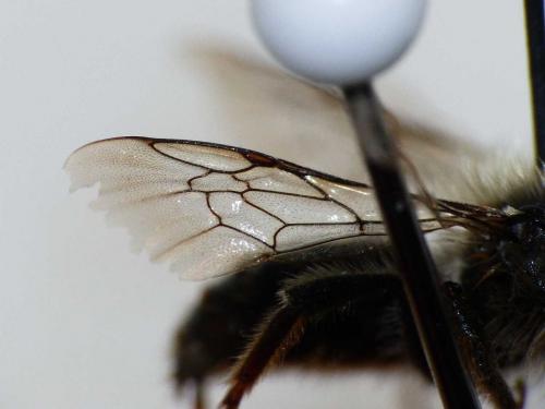 Osmia bicolor