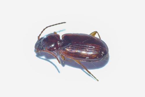 Trechus quadristriatus