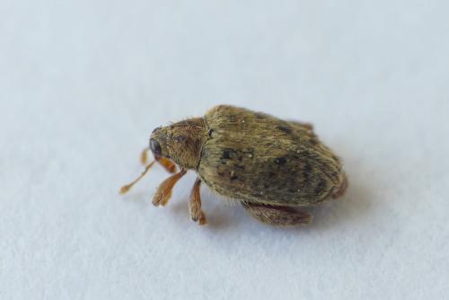 Réf. 252 853 : Orchestes quercus