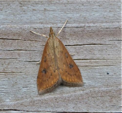 Réf. 252 095 : Udea ferrugalis