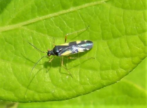 Dryophilocoris flavoquadrimaculatus