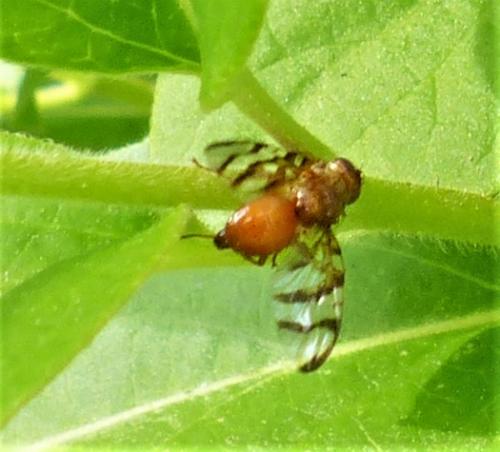 Chetostoma curvinerve