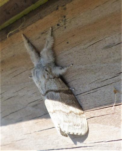 Réf. 252 817 : Calliteara pudibunda