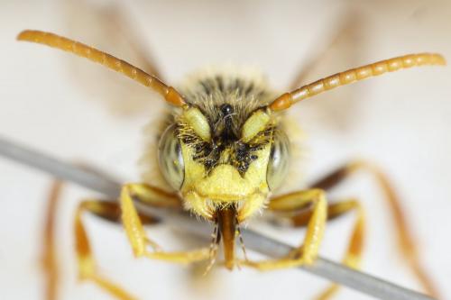 Réf. 252 521 : Nomada lathburiana