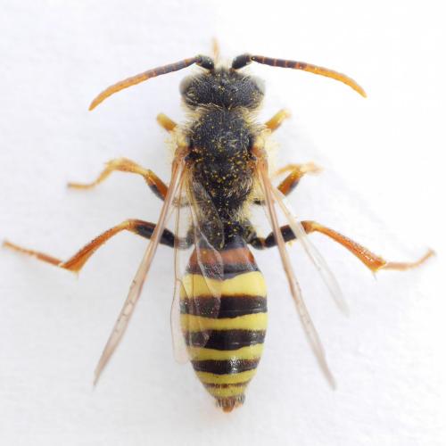 Réf. 252 520 : Nomada lathburiana