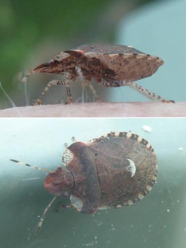Dyroderes umbraculatus