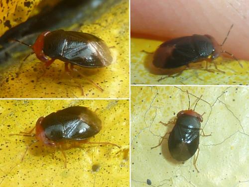 Geocoris erythrocephalus