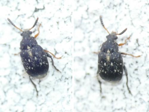 Réf. 252 666 : Bruchus sp.