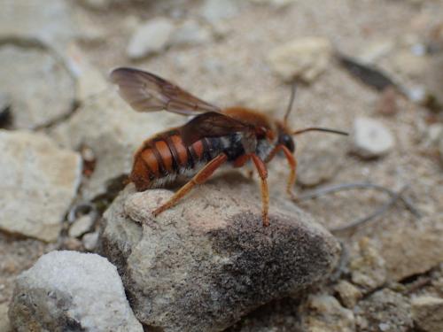Réf. 252 362 : Rhodanthidium sticticum